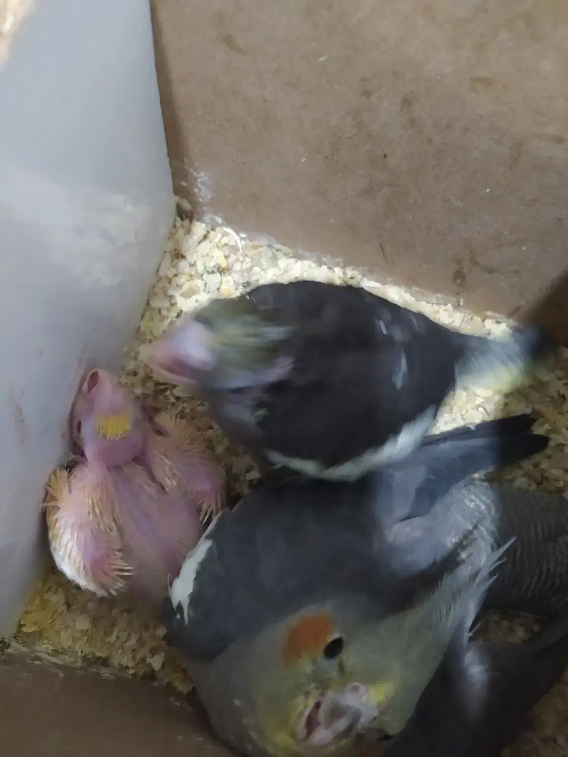 جفت عروس هلندی|پرنده|تربت جام, علوی|دیوار