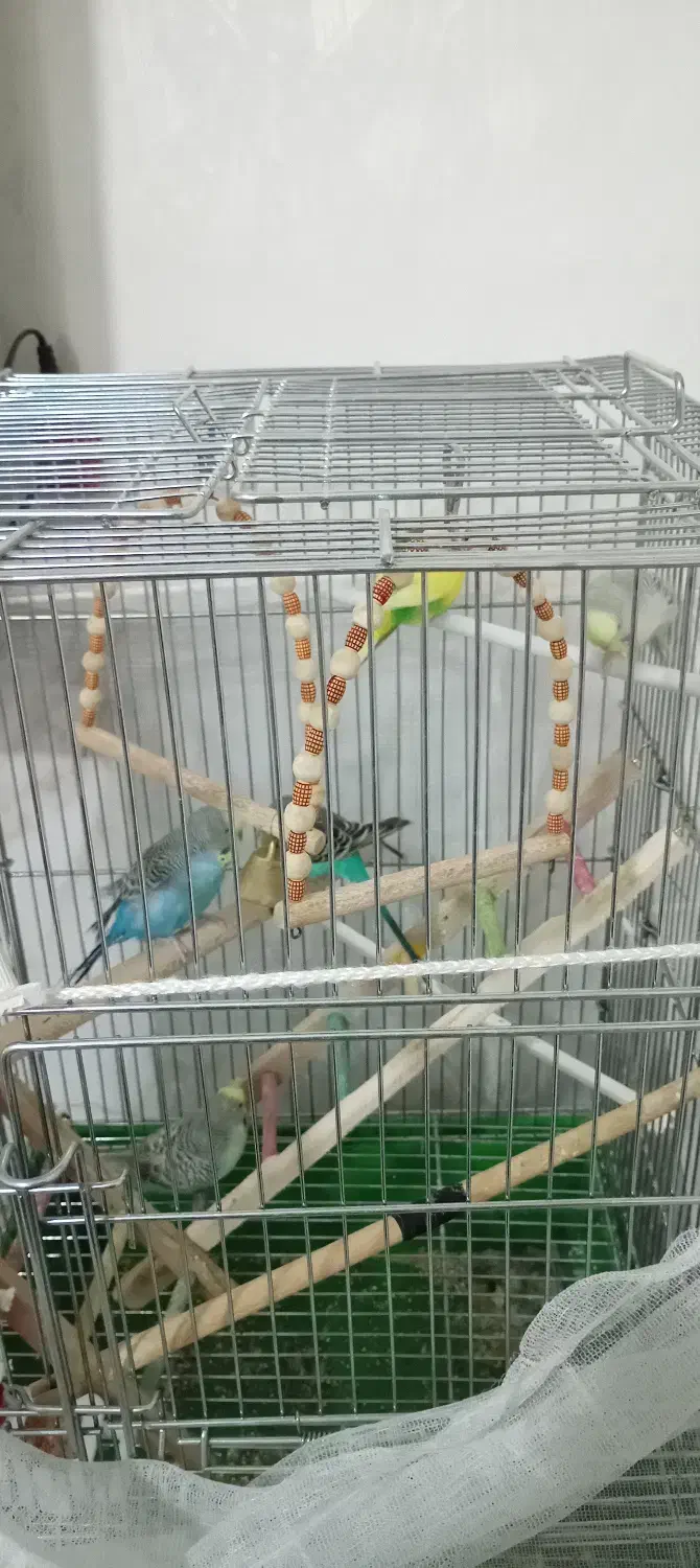 مرغ عشق نر وماده|پرنده|برخوار, |دیوار