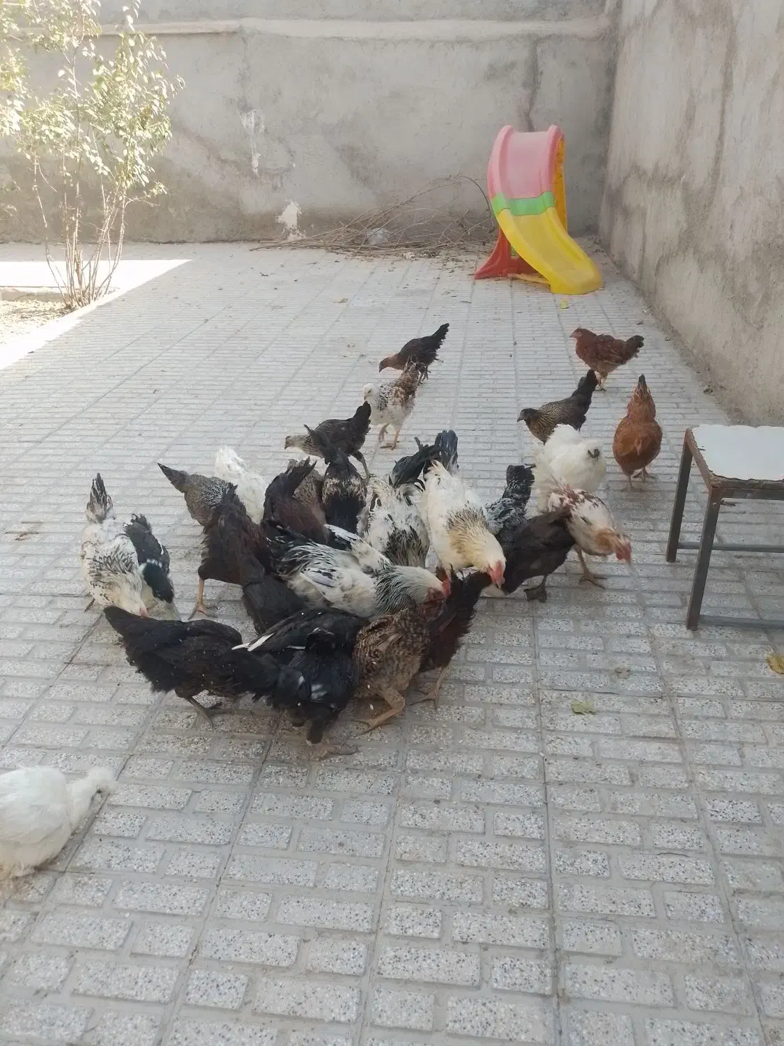 تعداد۲۸تامرغ وخروس۵ماه آماده تخم|حیوانات مزرعه|تربت‌حیدریه, حسنی بالا|دیوار