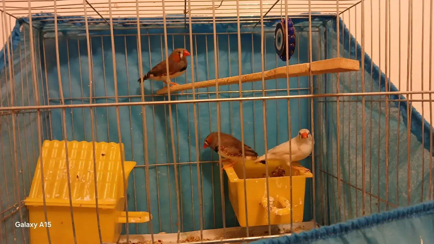 دوجفت عروس هلندی|پرنده|رفسنجان, |دیوار