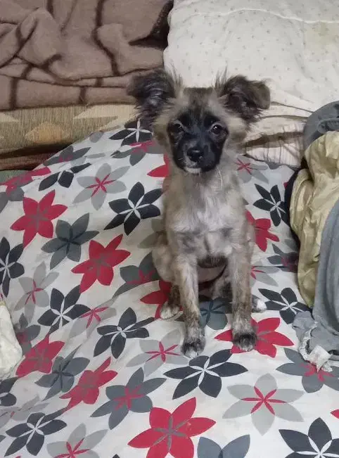 سگ پامر اشپیتز|سگ|قدس, شهر‌قدس|دیوار