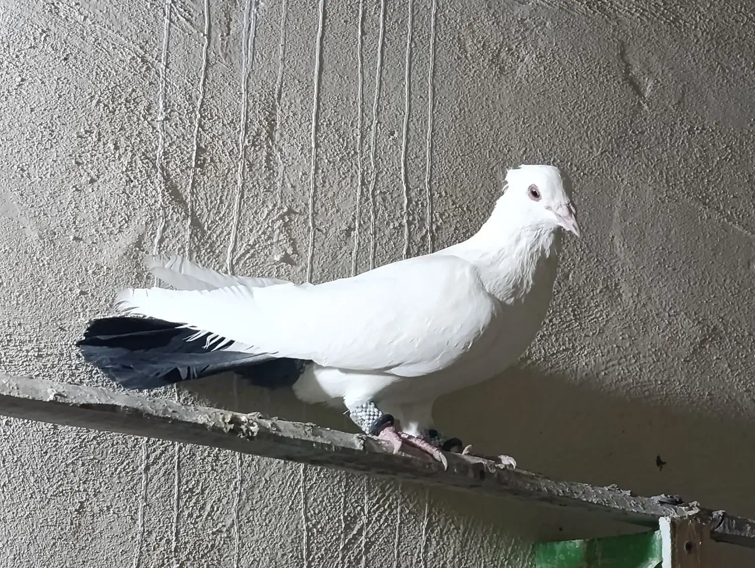 معاوضه با پلاکی جان اردن و‌گرافت (بافق)|پرنده|یزد, |دیوار