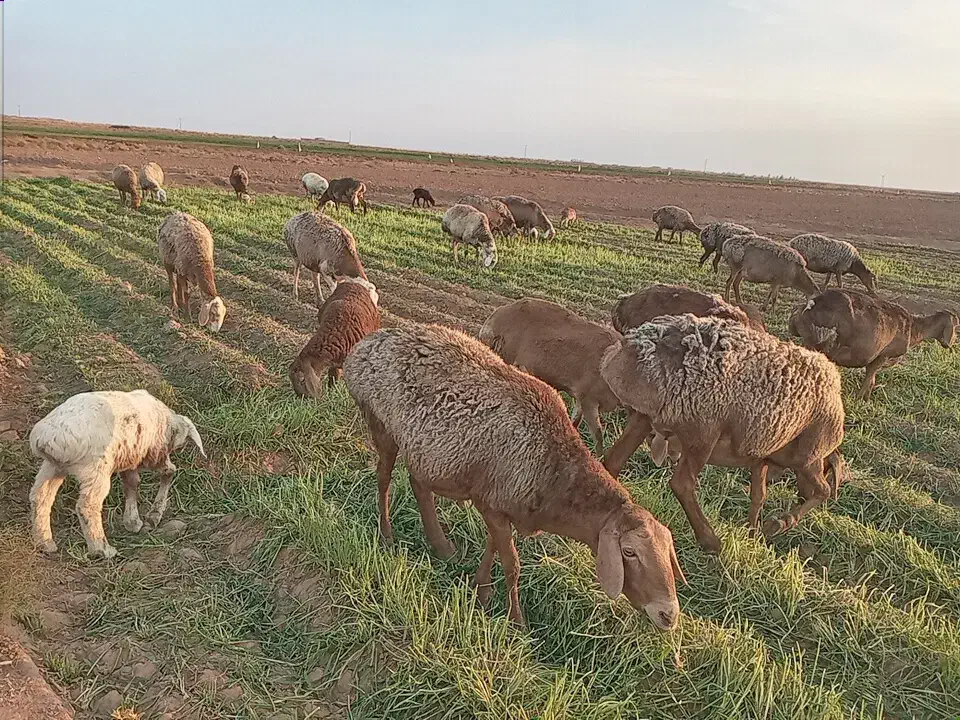 22راس میش جوان 6تازاییده بقیه اوسته جفت 60میلیون|حیوانات مزرعه|تربت جام, میان جام|دیوار