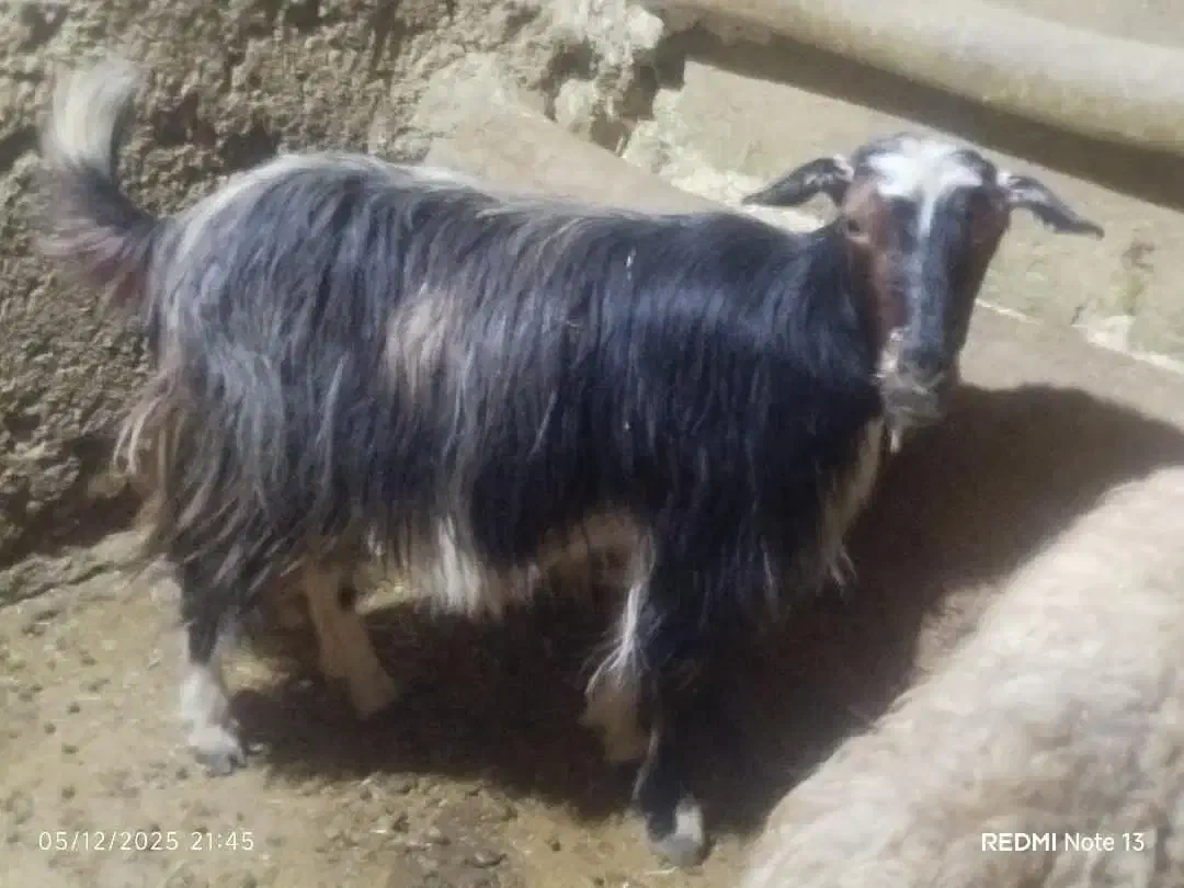 بز بزغاله|حیوانات مزرعه|سردرود, |دیوار