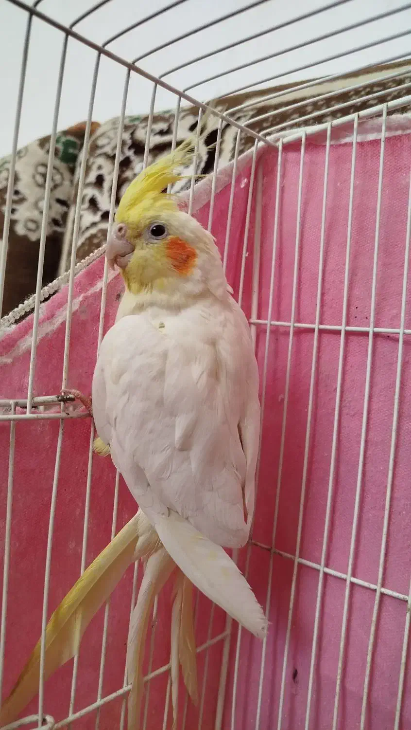 عروس هلندی لوتینو ماده|پرنده|فردوس (خراسان), |دیوار