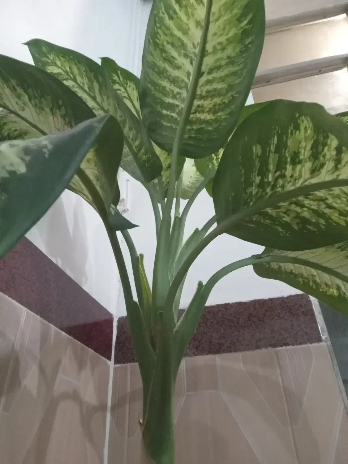 گل (دی فِن باخیا)|گل و گیاه طبیعی|عجب شیر, |دیوار