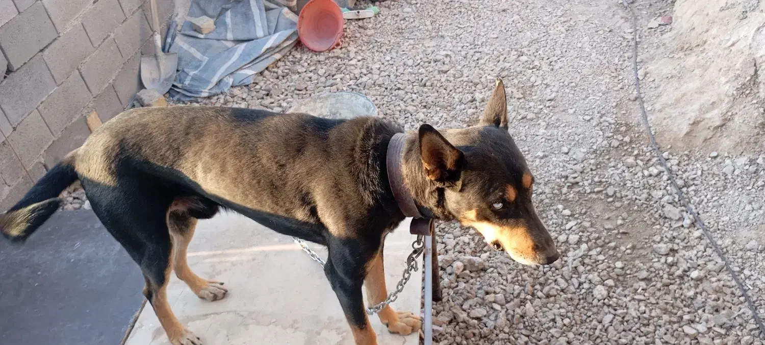 سگ دوبرمن|سگ|شیراز, سعدیه شمالی|دیوار