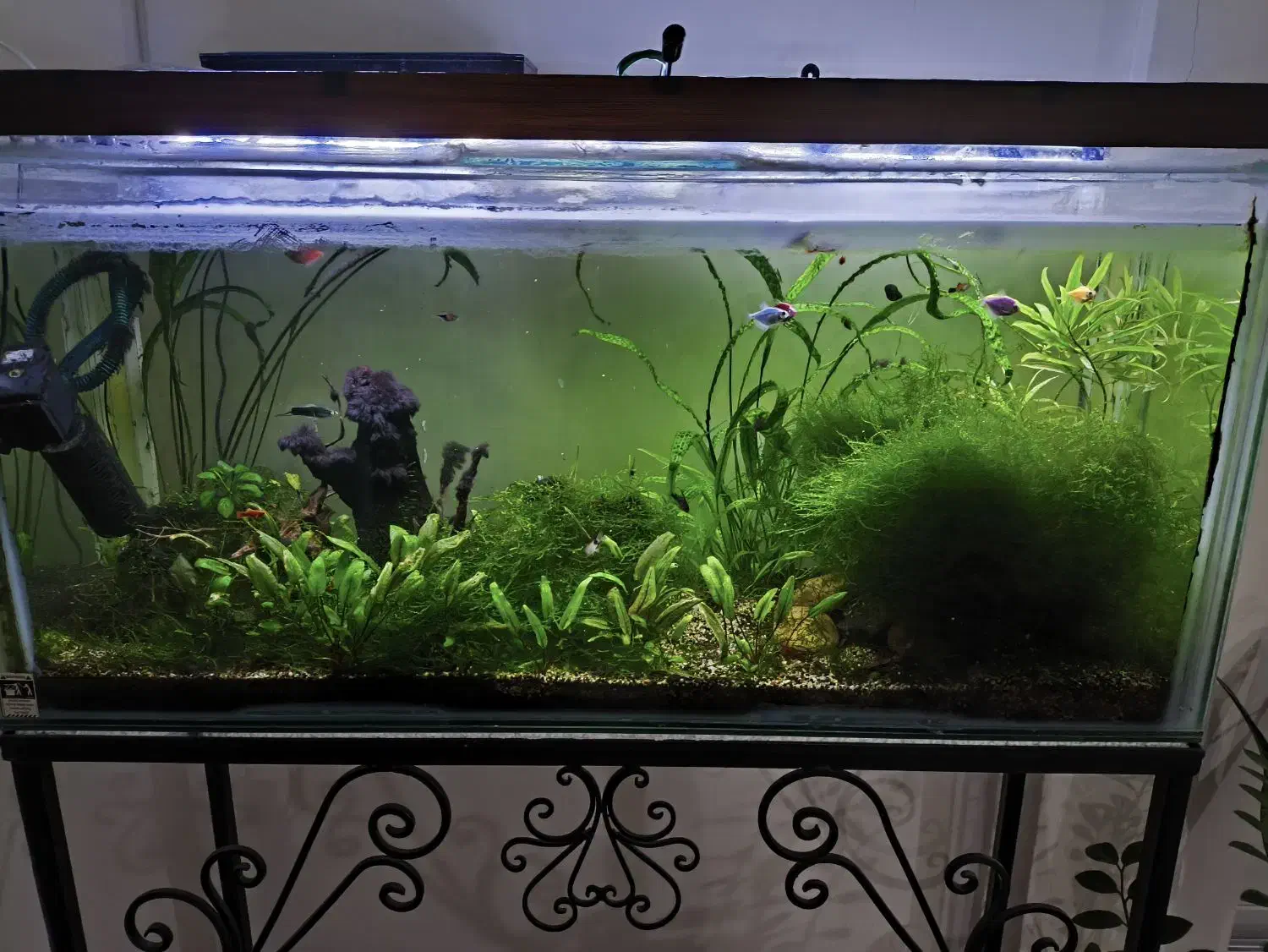 آکواریوم پلنت|ماهی|گرگان, |دیوار