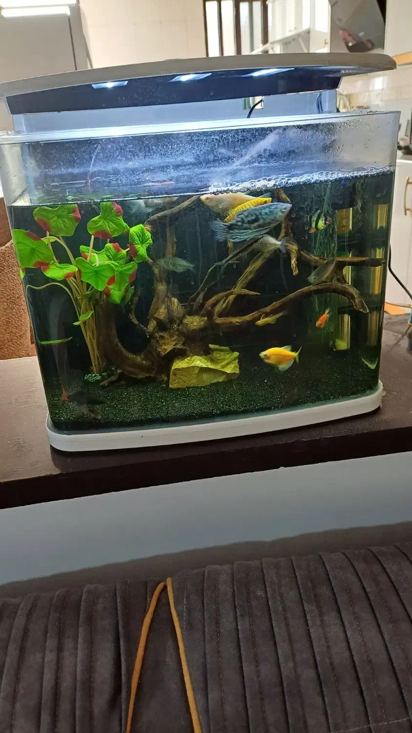 آکواریوم|ماهی|دوگنبدان, |دیوار