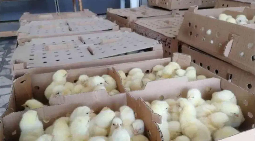 جوجه یک روز|حیوانات مزرعه|کرج, فاز ۴ مهرشهر|دیوار