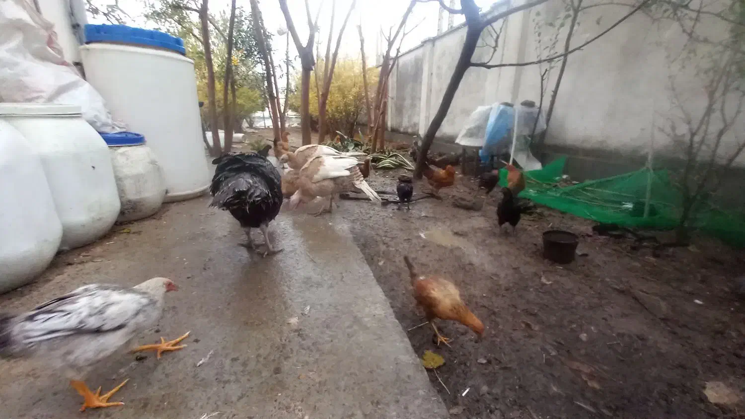 مرغ وخروس|حیوانات مزرعه|جلین, |دیوار