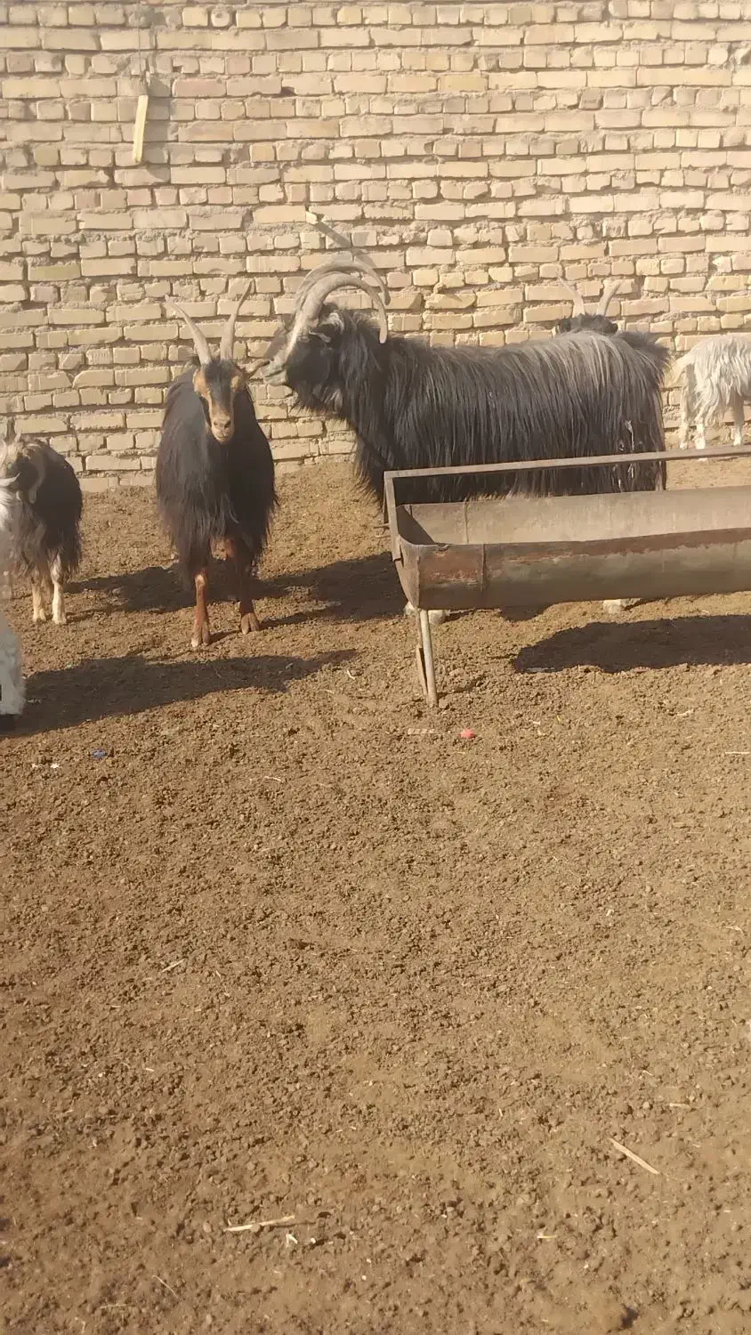 نربز|حیوانات مزرعه|جوادآباد, |دیوار