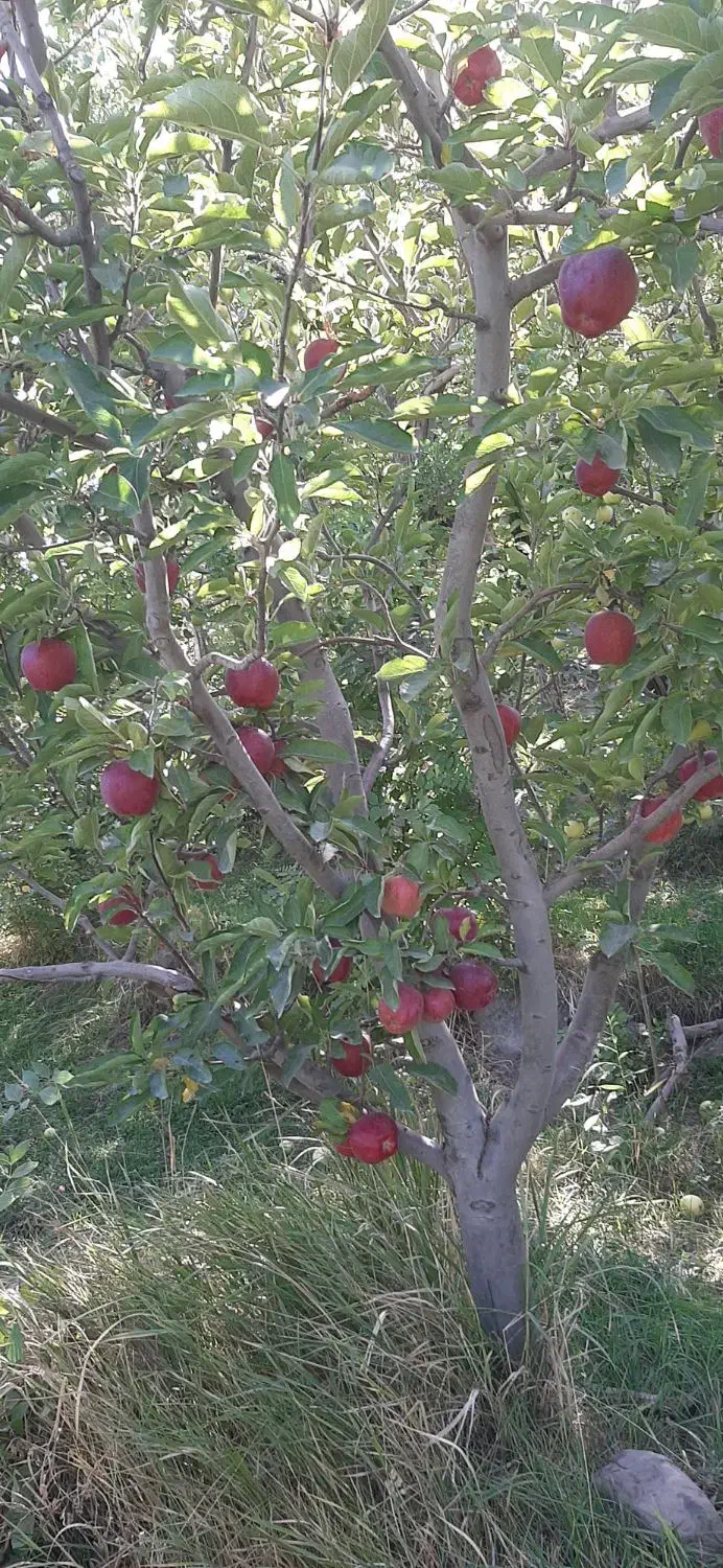 باغچه ایوند|فروش زمین و ملک کلنگی|صوفیان, |دیوار