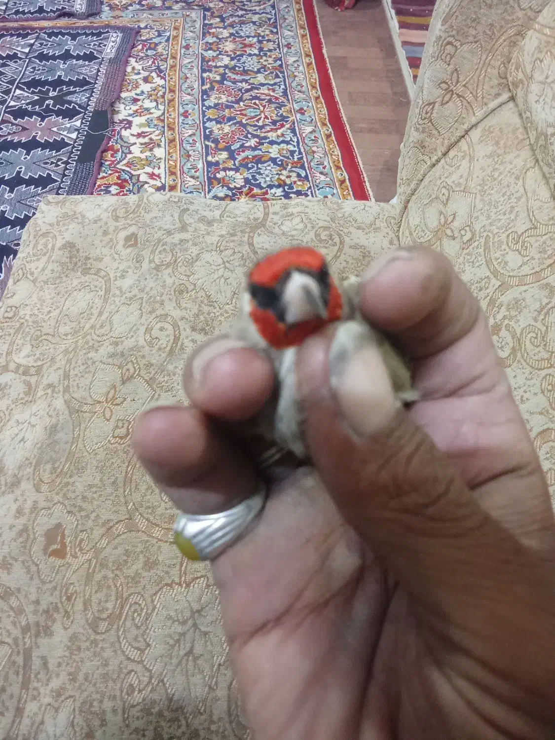 سره آواز خوان|پرنده|بیرجند, |دیوار