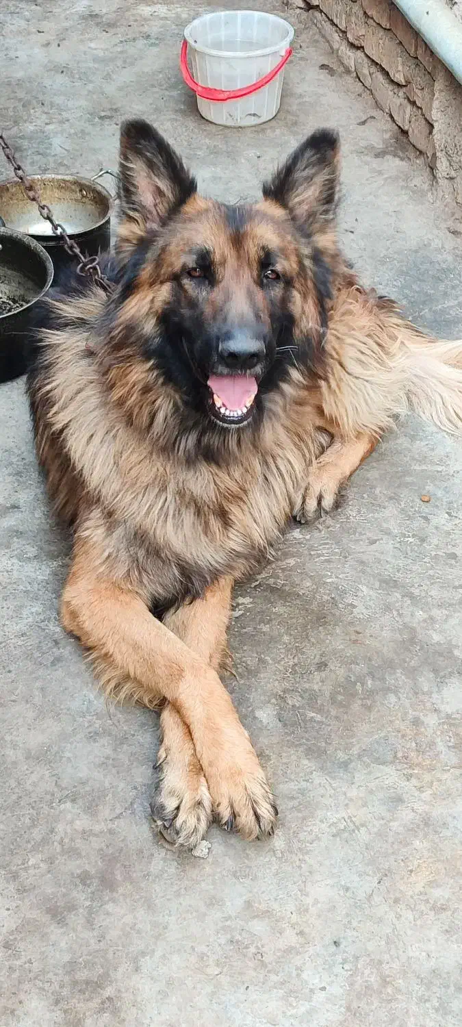 ژرمن شولاین|سگ|ورامین, خیر آباد|دیوار