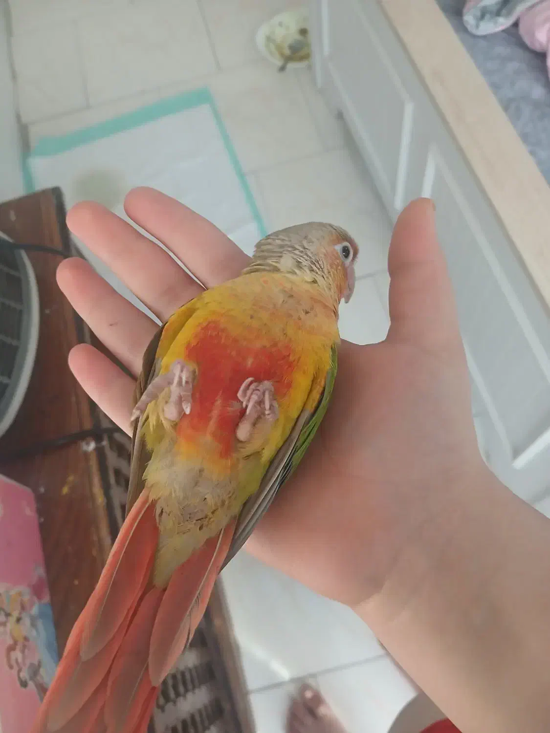 گرینچیگ|پرنده|تهران, پاسداران|دیوار