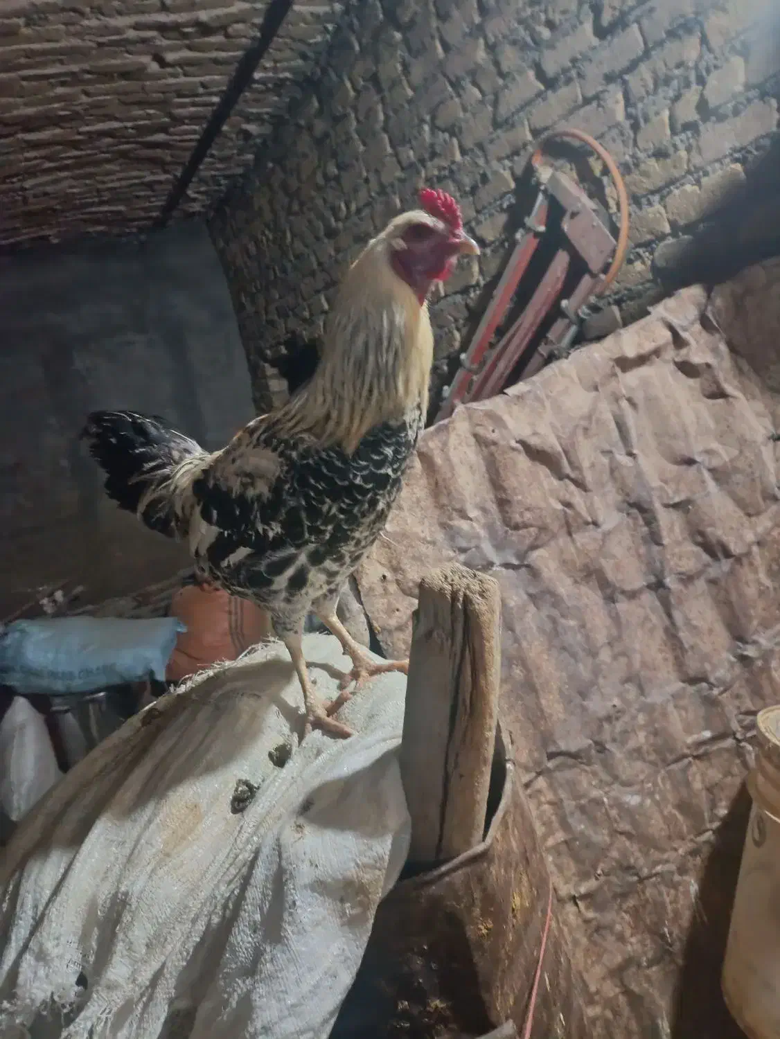 حراج خروس|حیوانات مزرعه|فیروزآباد (لرستان), |دیوار