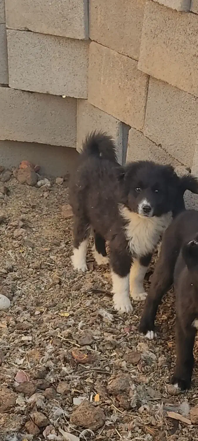 سگ قدرجونی گله|سگ|شهرضا, |دیوار