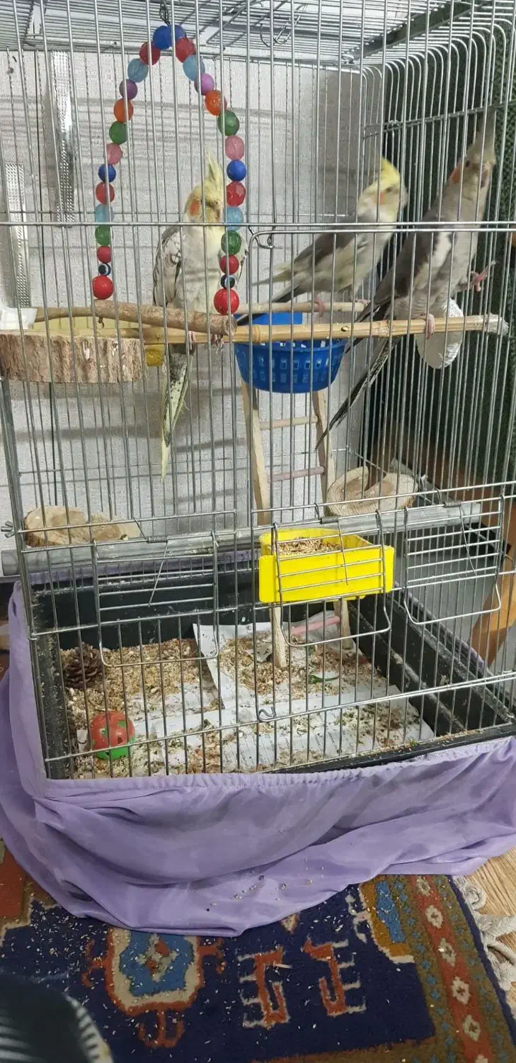 عروس هلندی دستی سخنگو ...|پرنده|ری, دولت‌آباد|دیوار