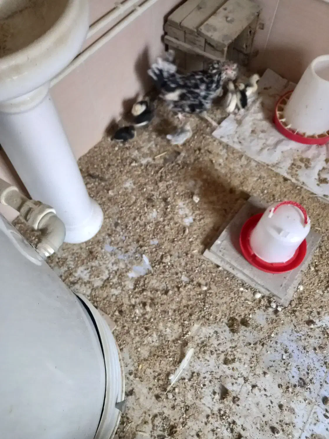 جوجه بوقلمون جوجه گلین نژاد خوب ریش چهل تخم نطفه|حیوانات مزرعه|آبیک, |دیوار