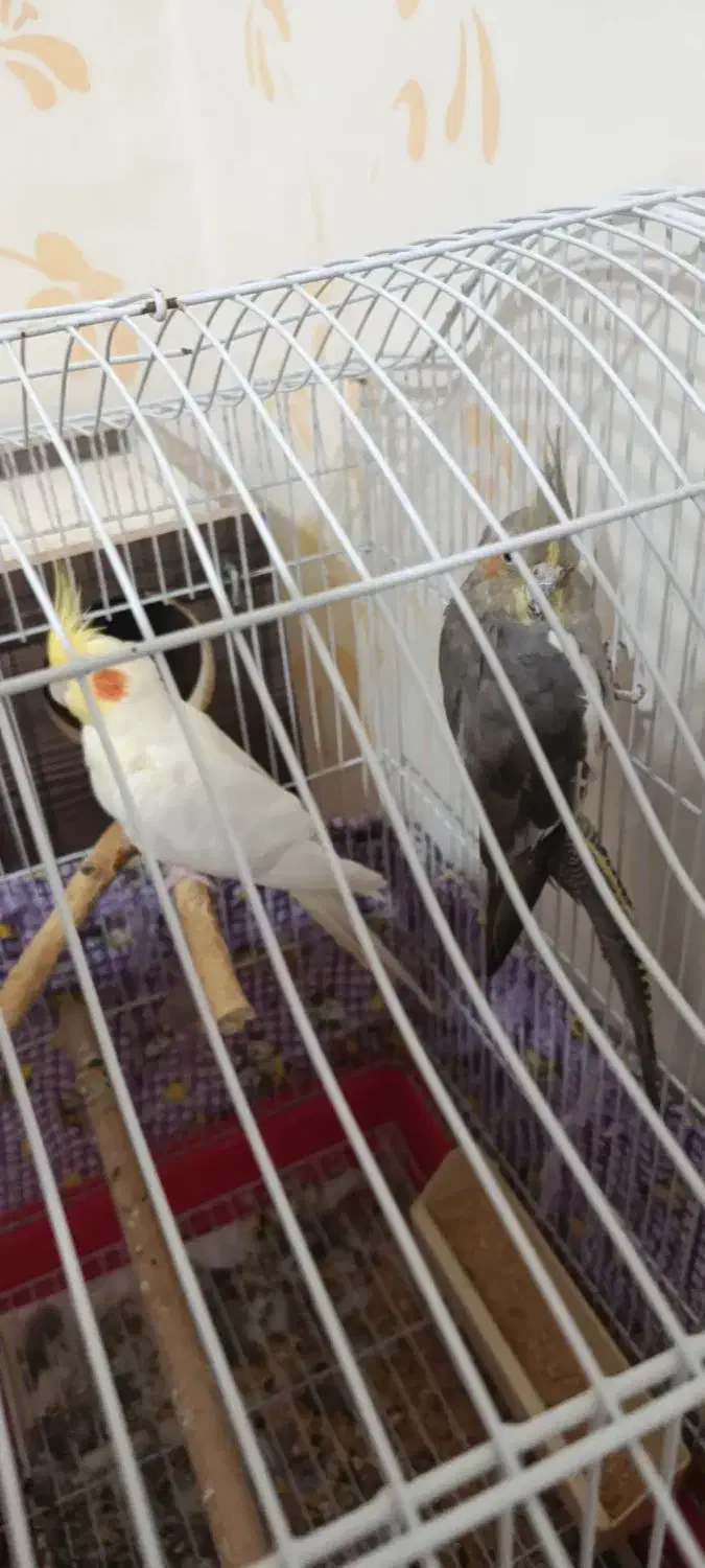 عروس هلندی مولد|پرنده|مسجد سلیمان, |دیوار