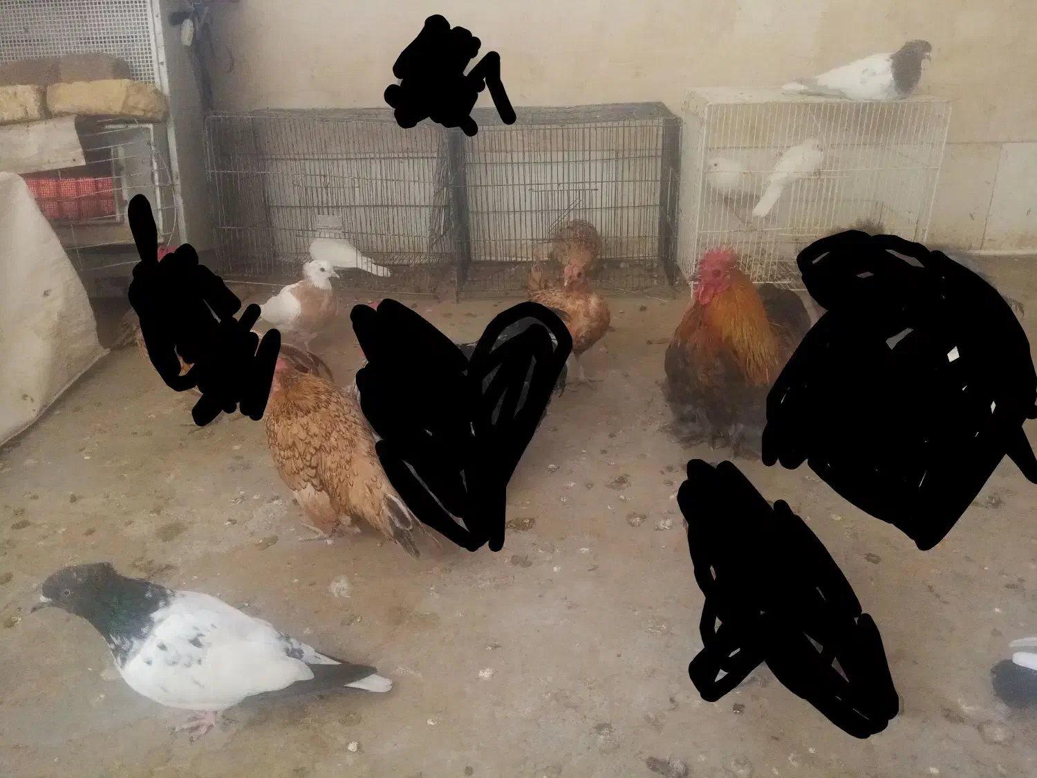 کوشین|حیوانات مزرعه|مه ولات, |دیوار