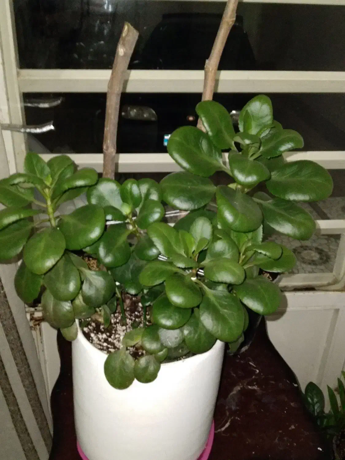 گل برگ قاشقی|گل و گیاه طبیعی|کوهدشت, |دیوار