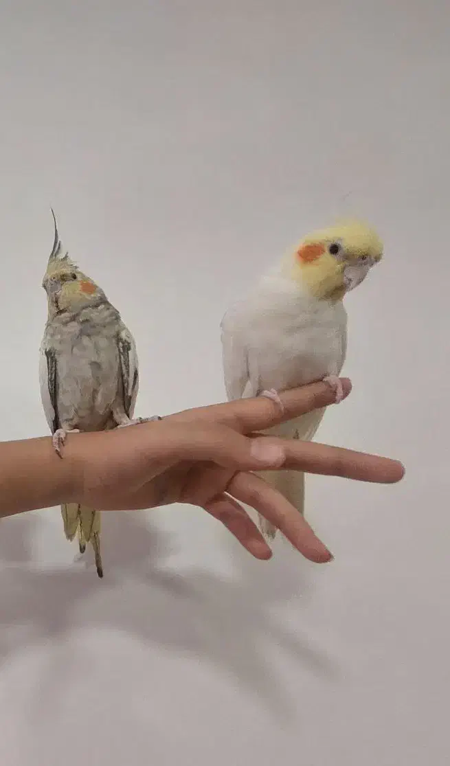 مجموعه عروس هلندی|پرنده|سردشت, |دیوار