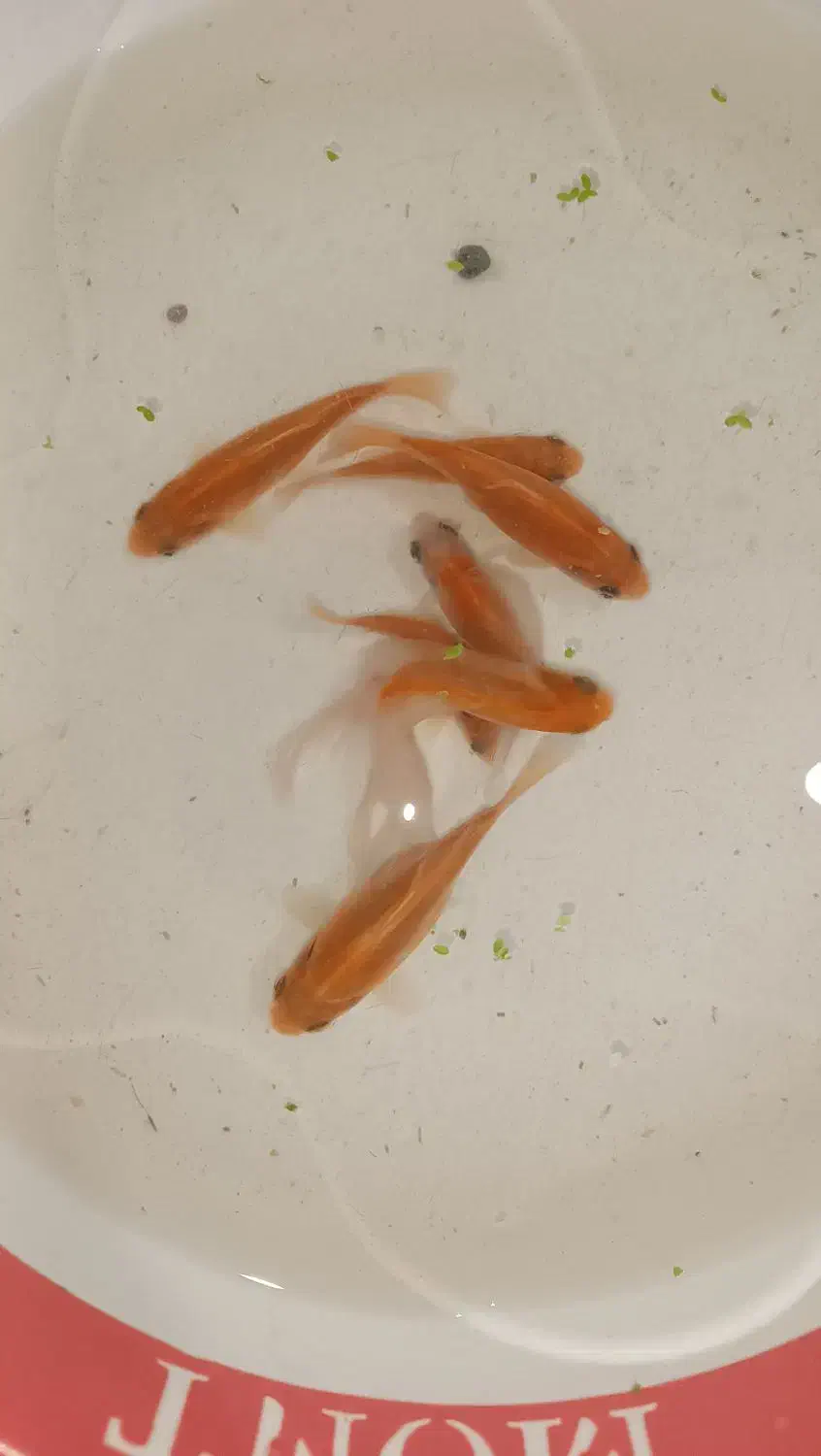 پمپ اکسیژن رایگان|ماهی|شیراز, شهرک فرهنگیان|دیوار