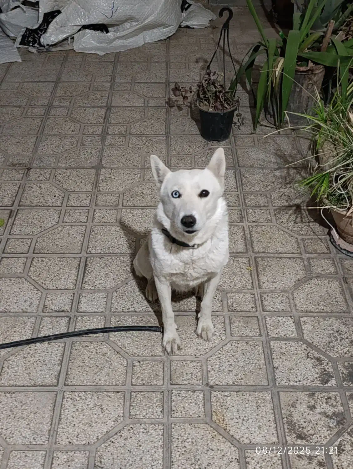 سگ هاسکی|سگ|شیراز, زند|دیوار