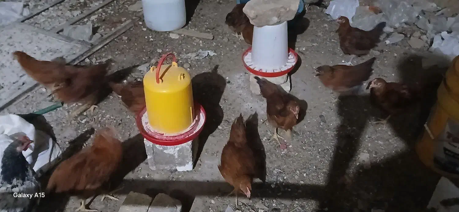 جوجه خروس محلی برای کشتار|حیوانات مزرعه|کوهنجان, |دیوار