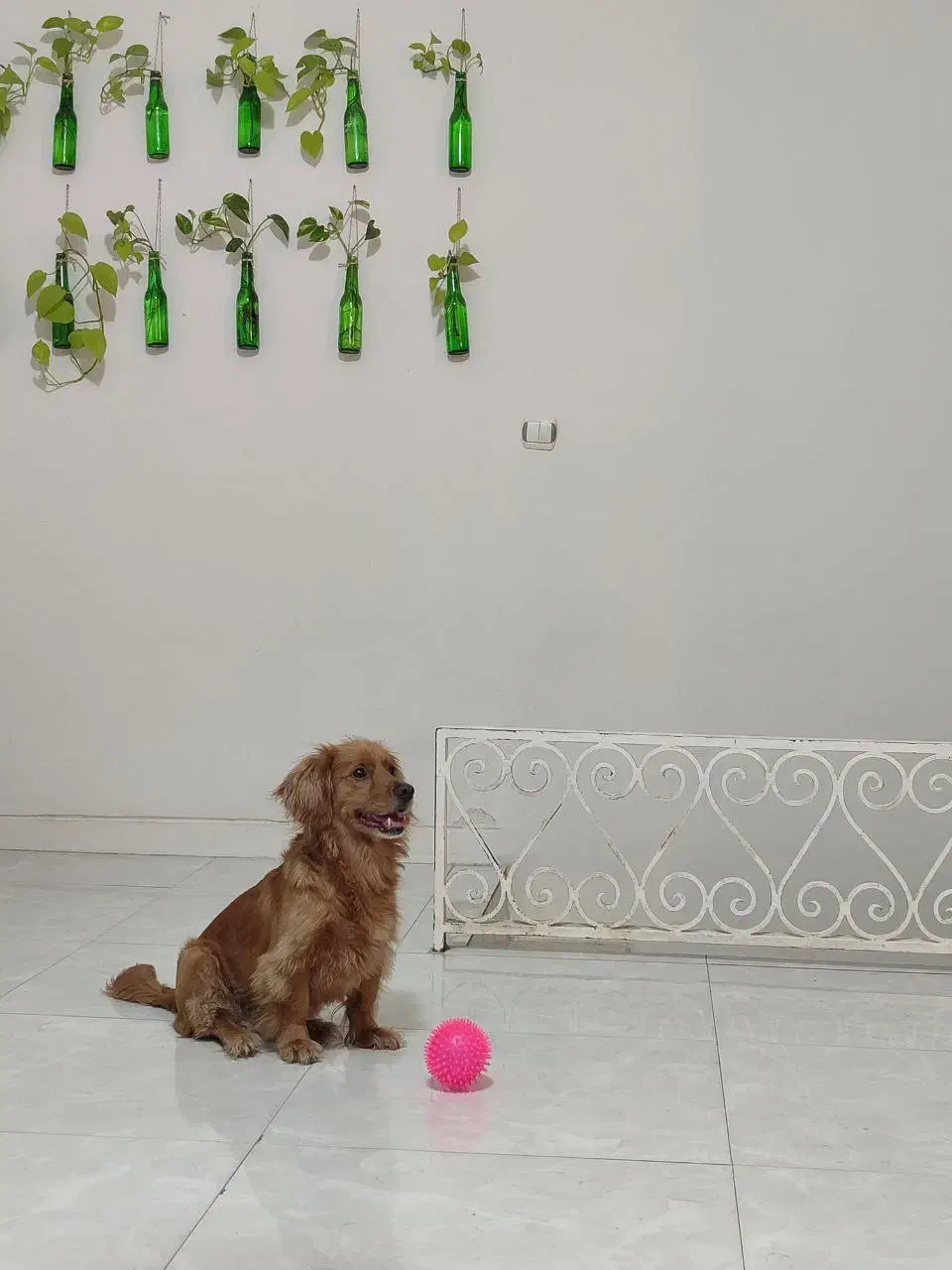 پانسیون نگهداری و آموزشی سگ|خدمات پیشه و مهارت|فردیس, شهرک ناز|دیوار