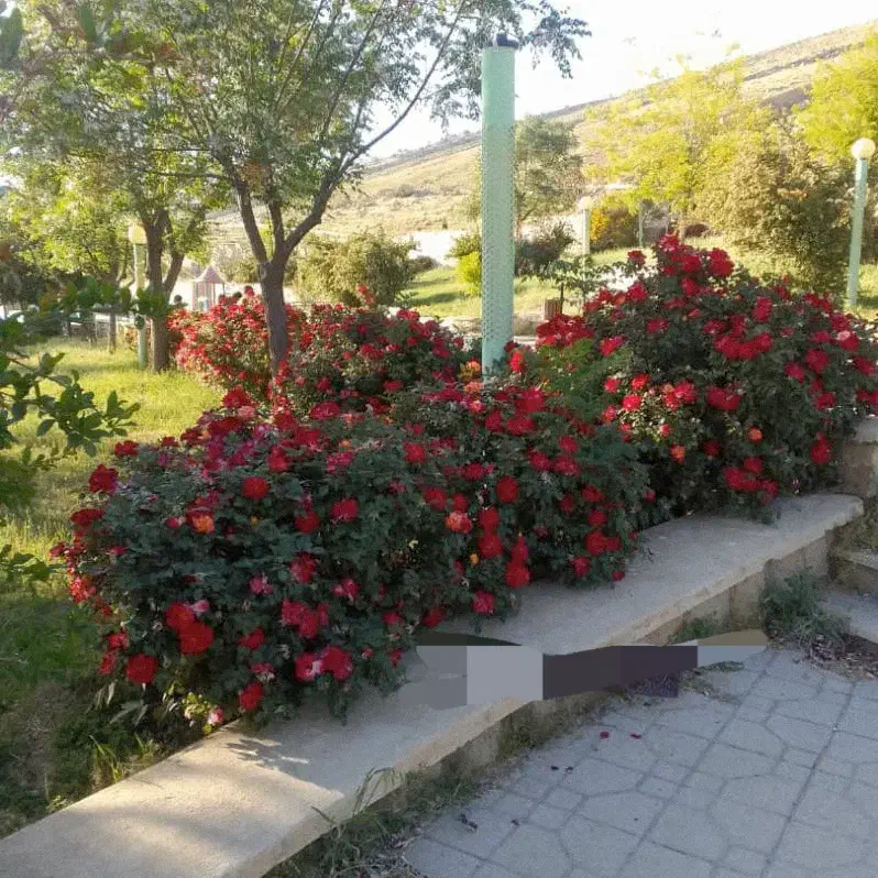 ذغال فروش|کوهنوردی و کمپینگ|ایوان, |دیوار