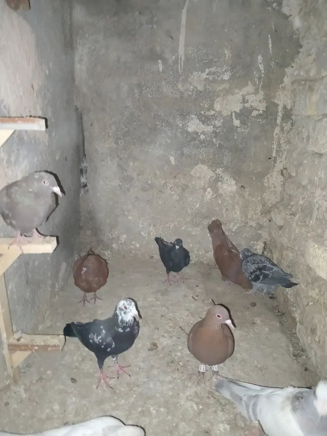 کبوتر جوانه|پرنده|گلبهار, شهر جدید گلبهار|دیوار
