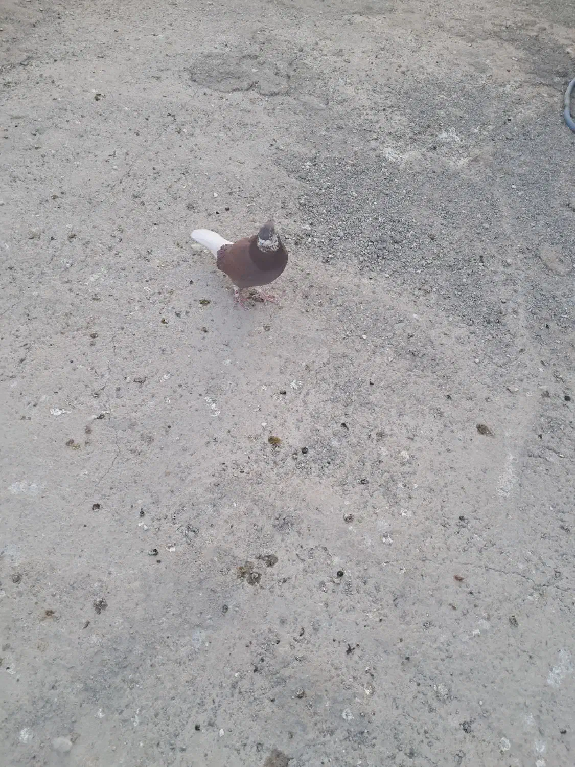 کفتر عالی|پرنده|پاکدشت, حصار امیر|دیوار