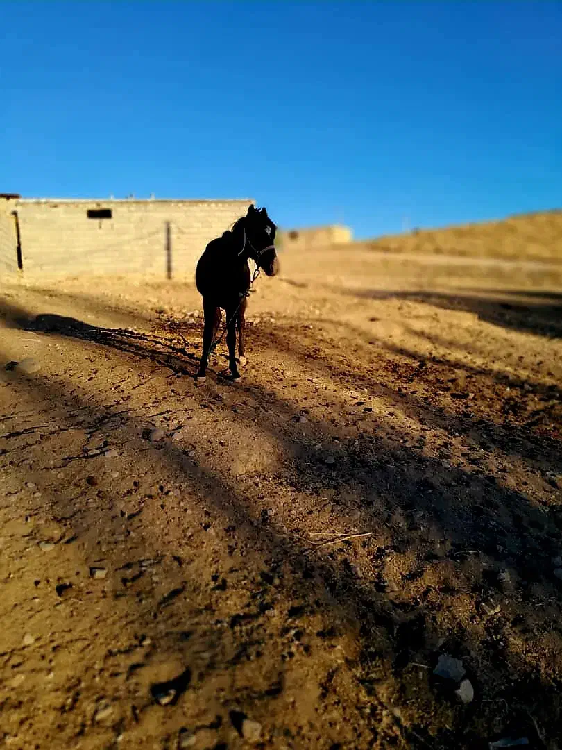 کره اسب فروشی|اسب و تجهیزات اسبسواری|شهرضا, |دیوار