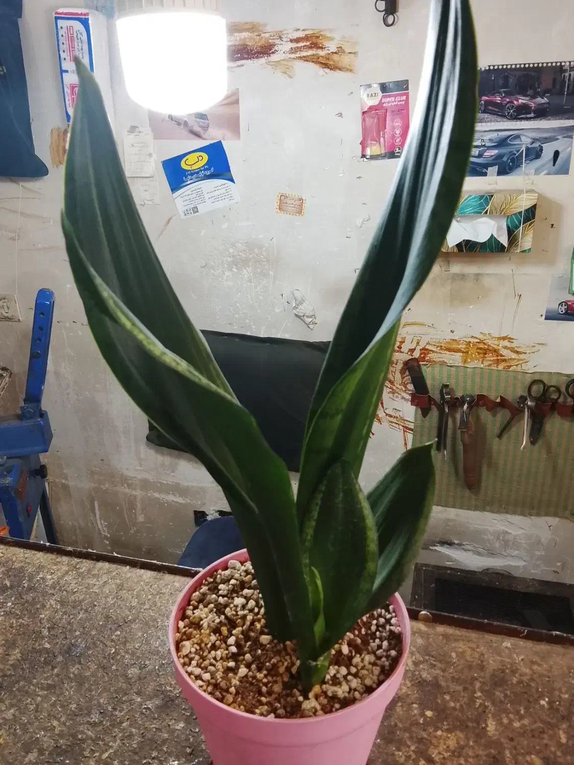 گل سانسوریا|گل و گیاه طبیعی|تهران, امین حضور|دیوار