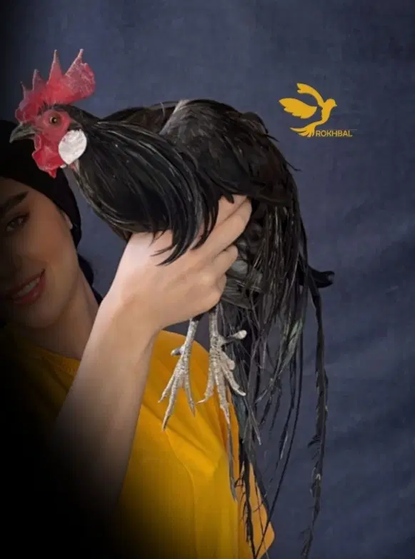 مرغ و خروس زینتی فونیکس فنیکس دم بلند|حیوانات مزرعه|تهران, آرژانتین|دیوار