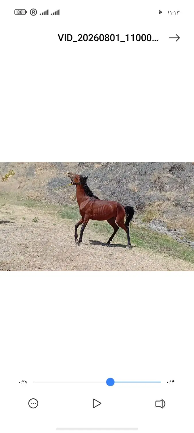 اسب|اسب و تجهیزات اسبسواری|سارال, |دیوار