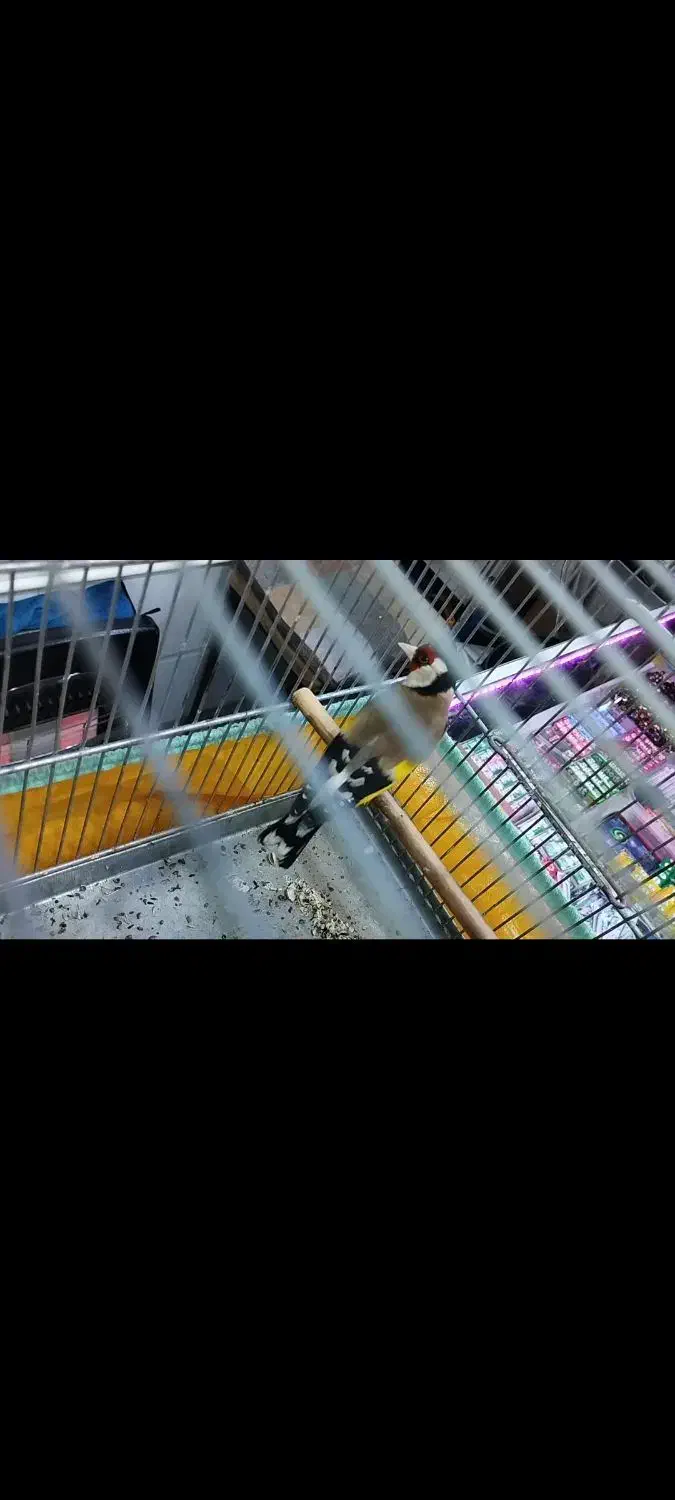 سهره ۲ خال حلب|پرنده|تهران, تولید دارو|دیوار