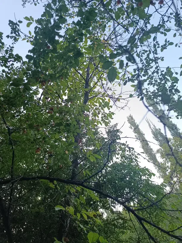 باغ ییلاقی روبه رودخانه روستای مغان با جوی آب زیبا|فروش خانه و ویلا|مشهد, کوی سیدی|دیوار
