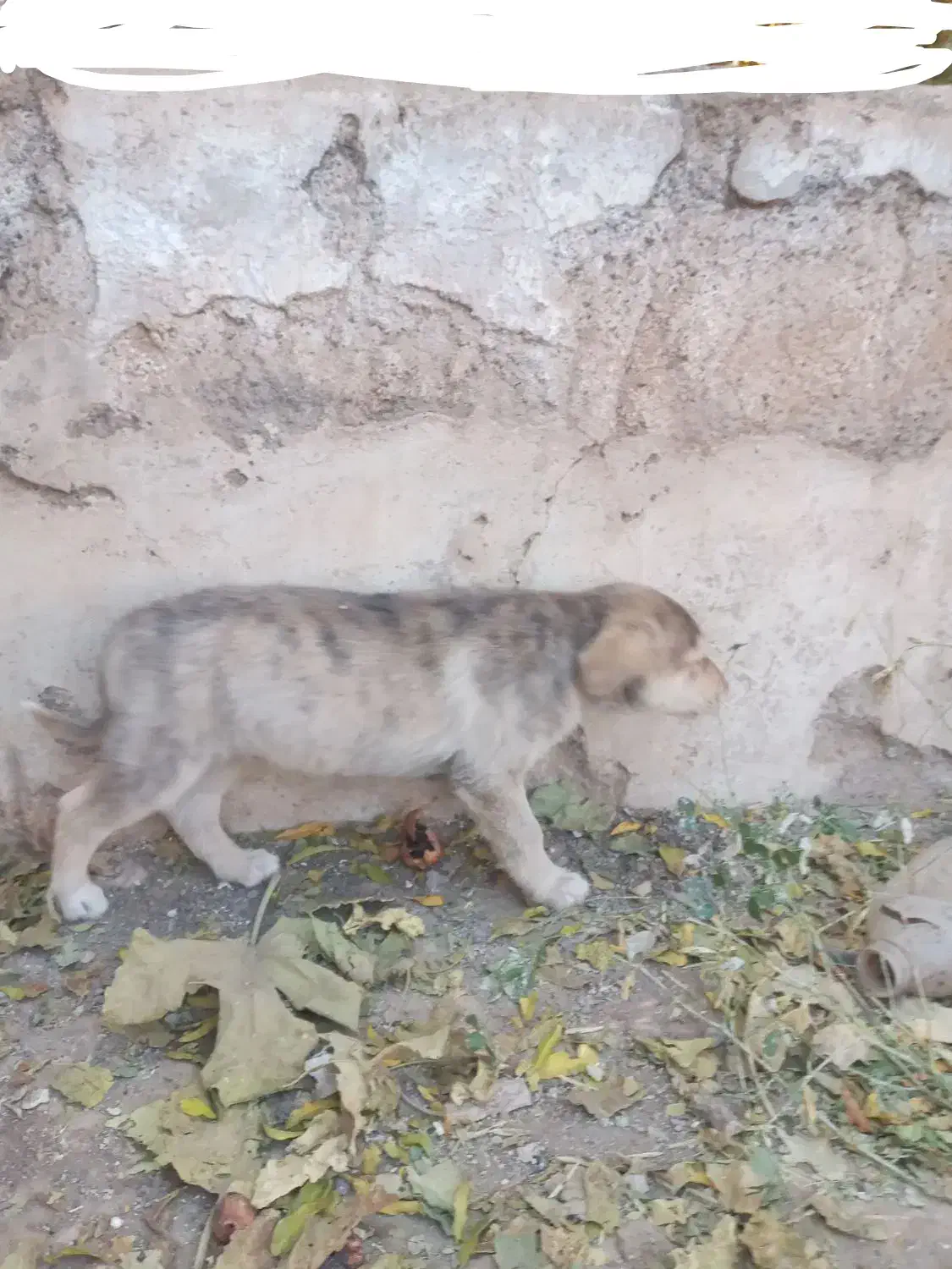 واگذاری  توله  نر|سگ|سبزوار, قصبه غربی|دیوار