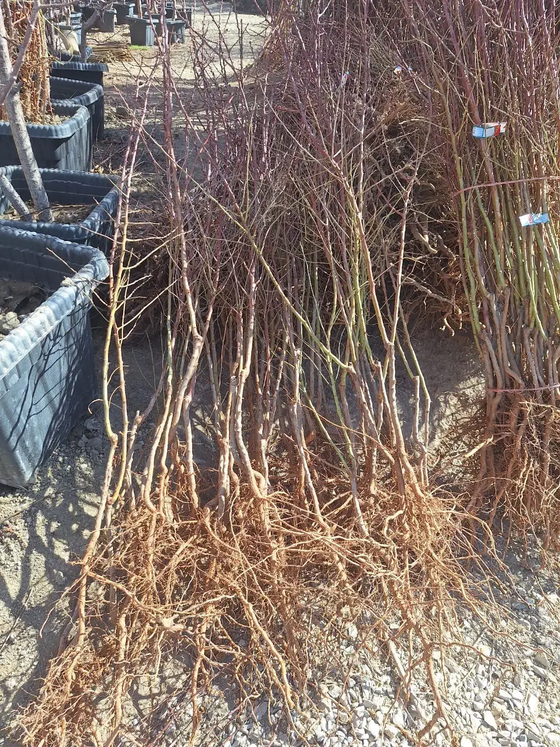 نهال ودرخت روتبال و گلدانی و ریشه ایی نهالستان|خدمات باغبانی و درختکاری|برخوار, |دیوار