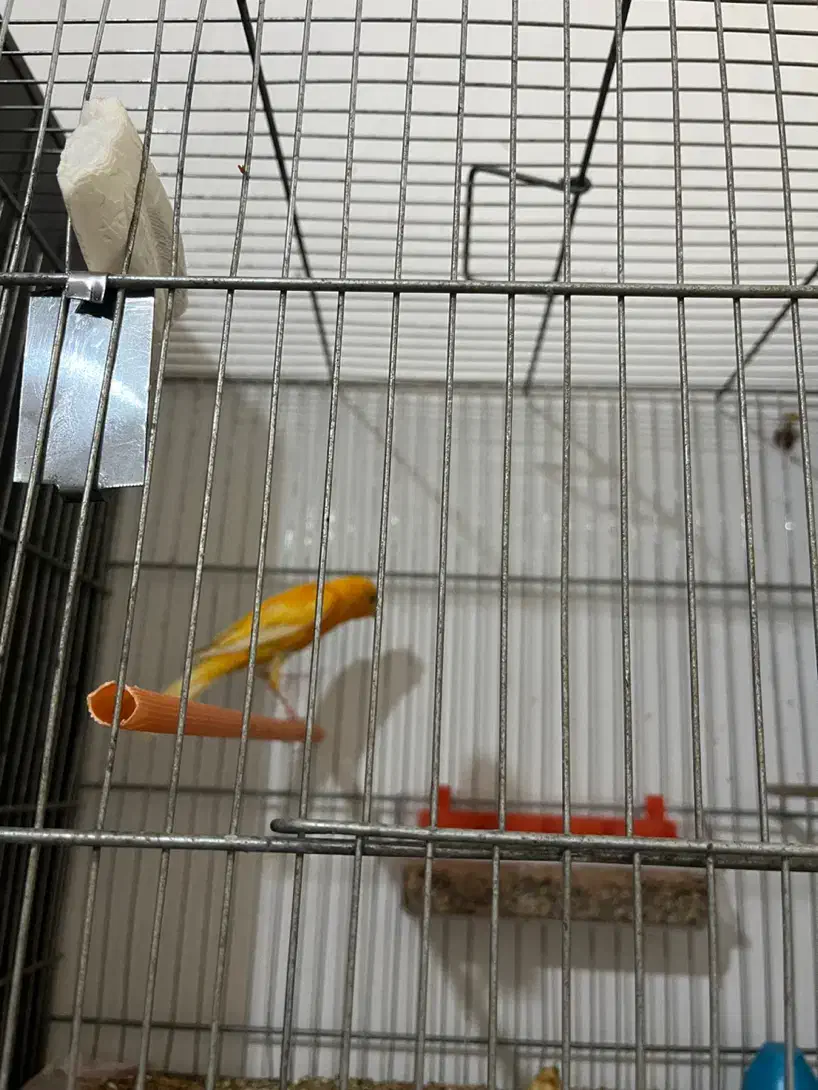 جفت قناری یه سرجیبرپرتقالی|پرنده|رفسنجان, |دیوار