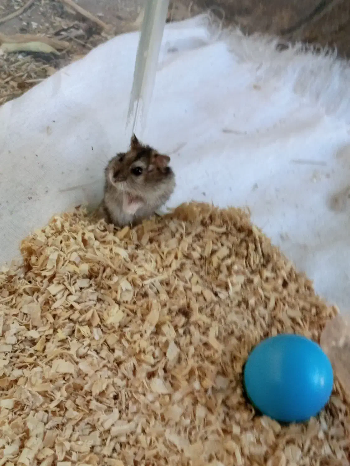 همستر کوتوله|موش و خرگوش|بم, |دیوار