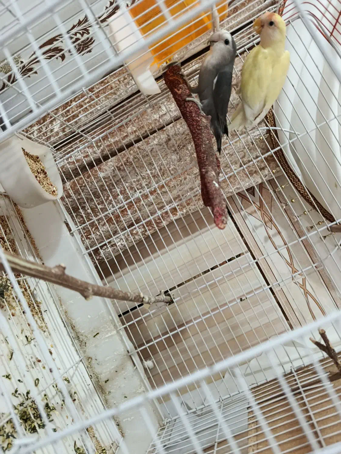 جفت طوطی برزیلی روی تخم|پرنده|یاسوج, |دیوار