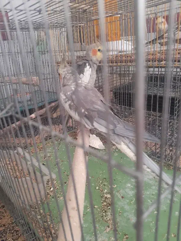 عروس هلندی|پرنده|آباده, |دیوار