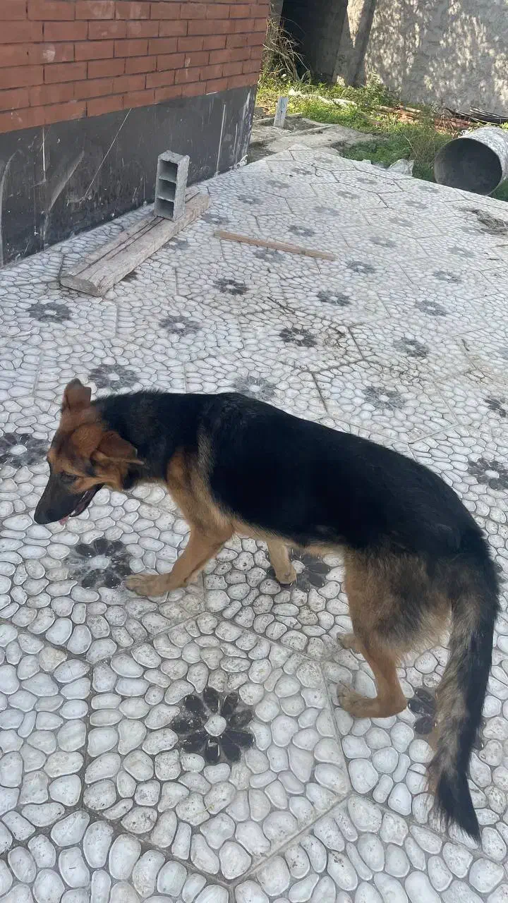 سگ ژرمن ماده ۸ ماهه شناسنامه دار|سگ|لاهیجان, لیالستان|دیوار