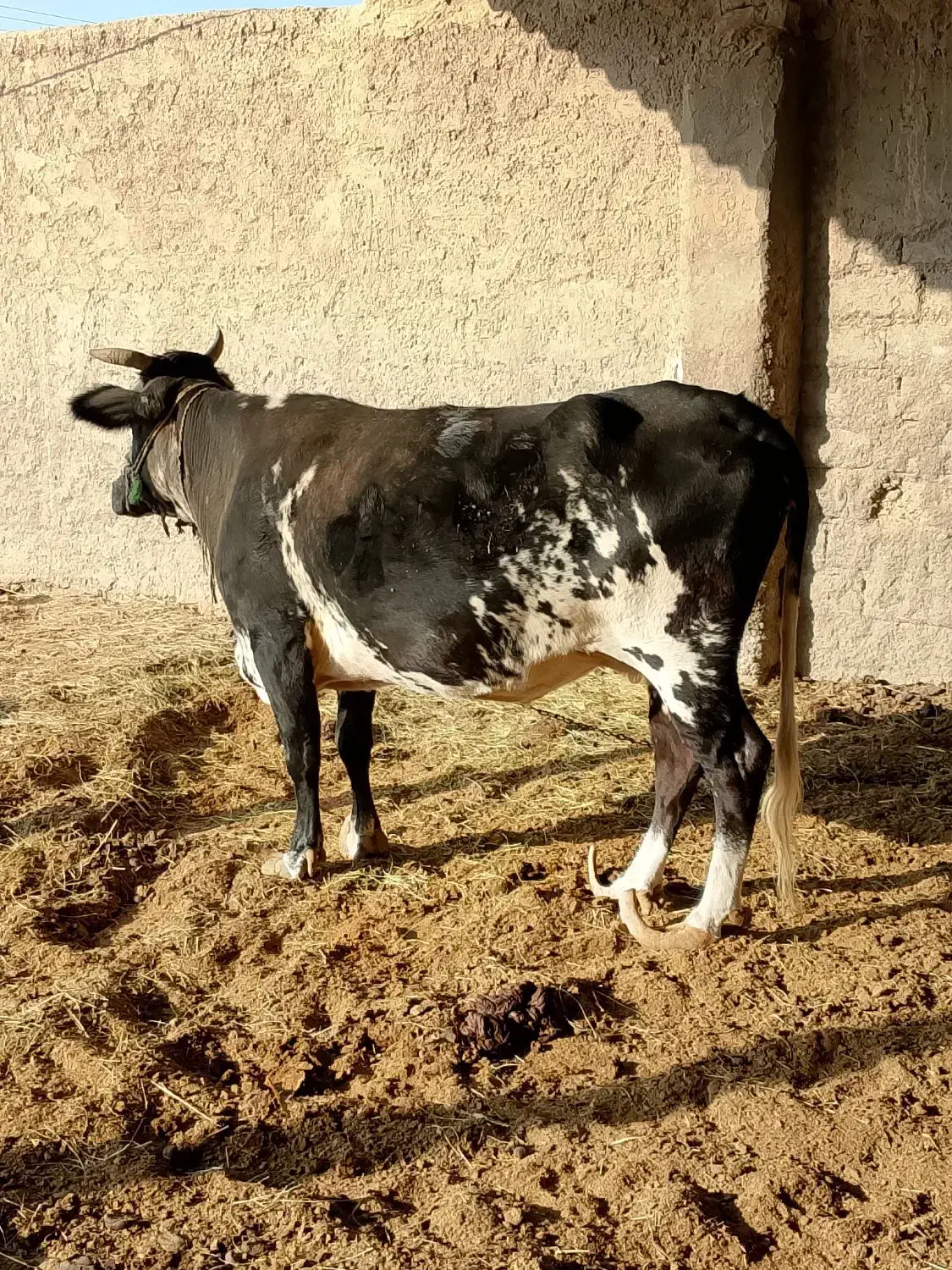 100میلیون|حیوانات مزرعه|هیرمند, |دیوار