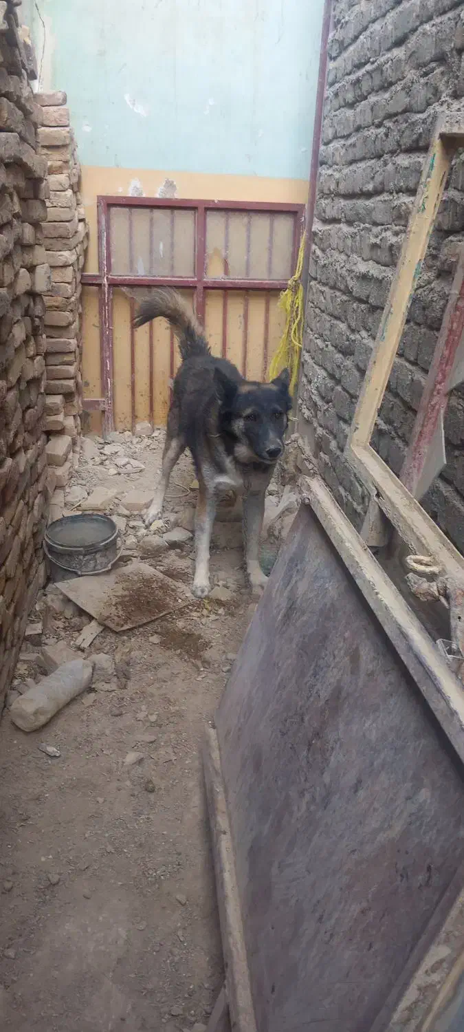 سگ خوب باهوش سگ شناس باشی میشناسی سگو|سگ|زابل, |دیوار